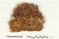 藏品(紫萼苔科)的圖片